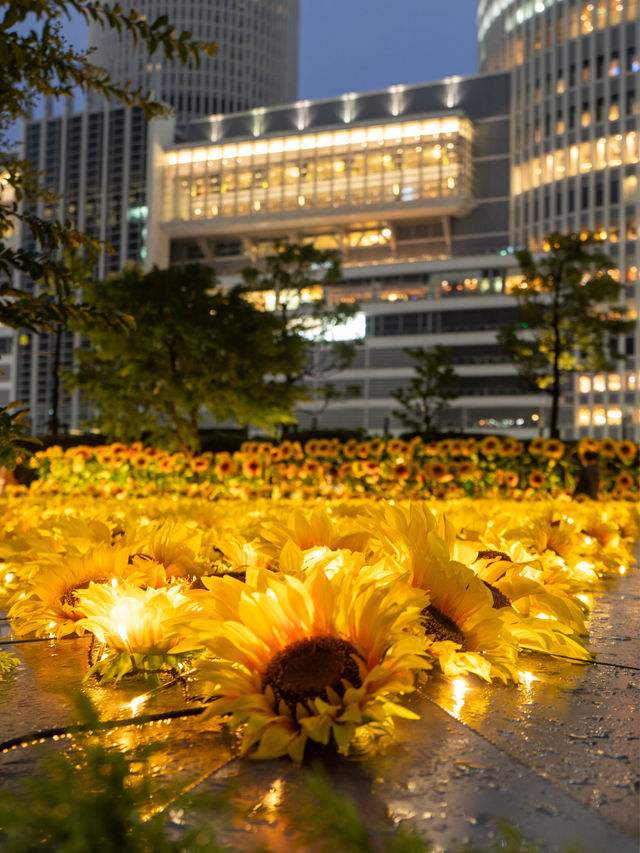 🌻大都会の真ん中に咲く乱れるひまわり畑 ひまわりスカイガーデン2024開催中 ライトアップ版