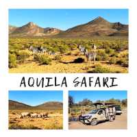 Wild Adventure: Aquila Safari Soars to New Heights