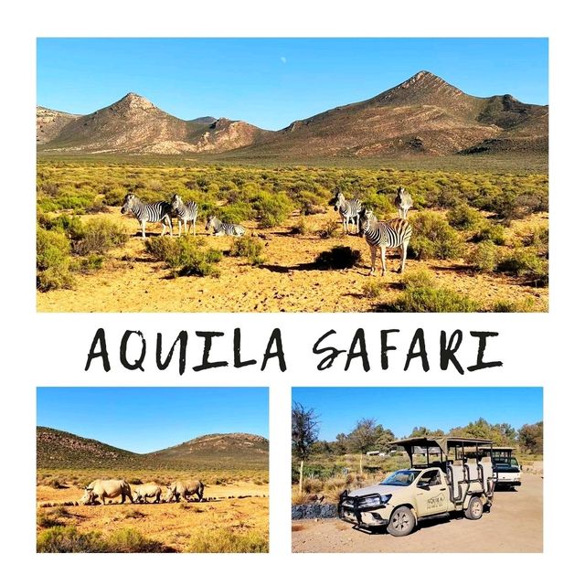 Wild Adventure: Aquila Safari Soars to New Heights