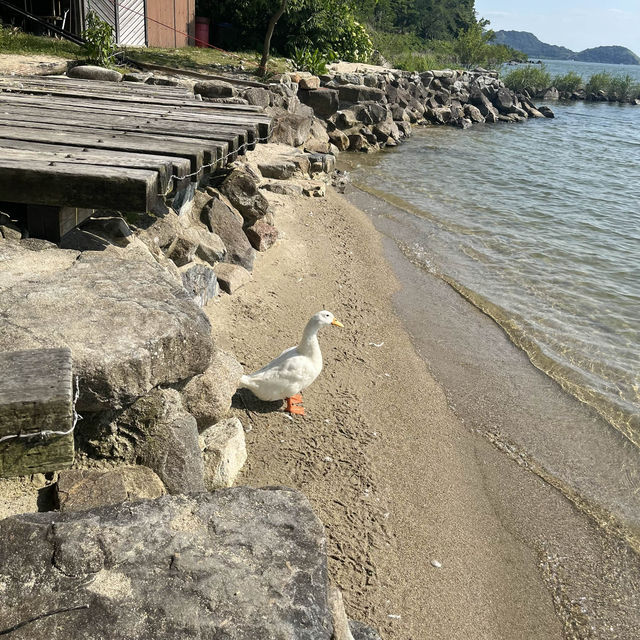 滋賀県アヒルに餌やりスポット