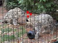 【美國🇺🇸芝加哥】☀️免費入場☀️林肯公園動物園，觀賞動物，適合全天遊玩