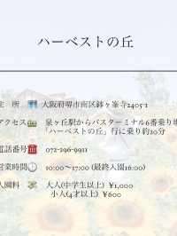 この夏行きたい！ひまわり畑🌻