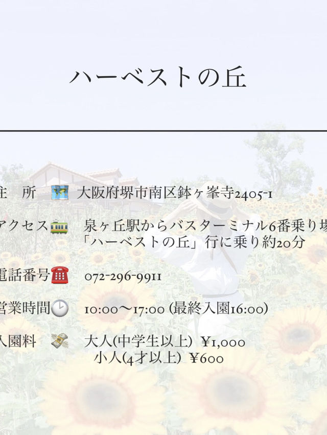 この夏行きたい！ひまわり畑🌻