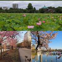 「上野恩賜公園：東京最大公園，適合休憩和旅遊」