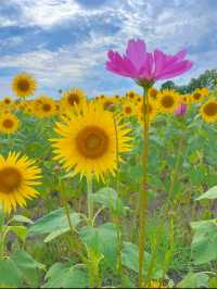 一見の価値あり❣️圧巻のひまわり畑🥰🌻兵庫県小野市🌻