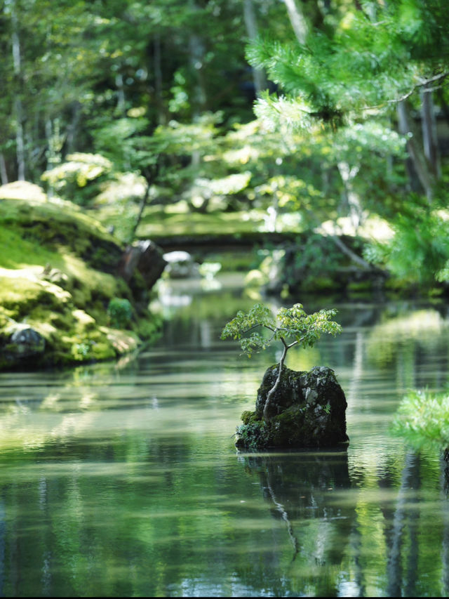一度は行きたい京都の苔寺🌿西芳寺🌿