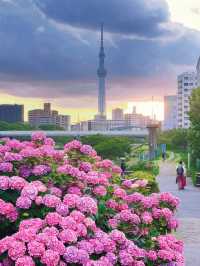 【舊中川水邊公園】靜謐傍晚，宮崎駿漫畫般的舊中川水邊公園🔥🔥🏖️