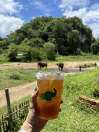 Mae Wang Elephant at River 🐘🌳