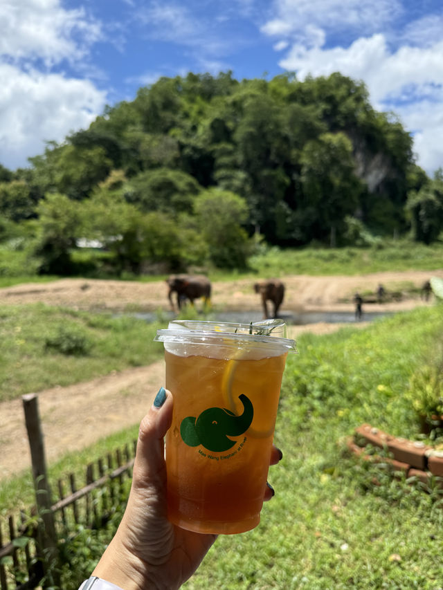 Mae Wang Elephant at River 🐘🌳