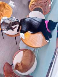 環境好好嘅貓cafe🐱