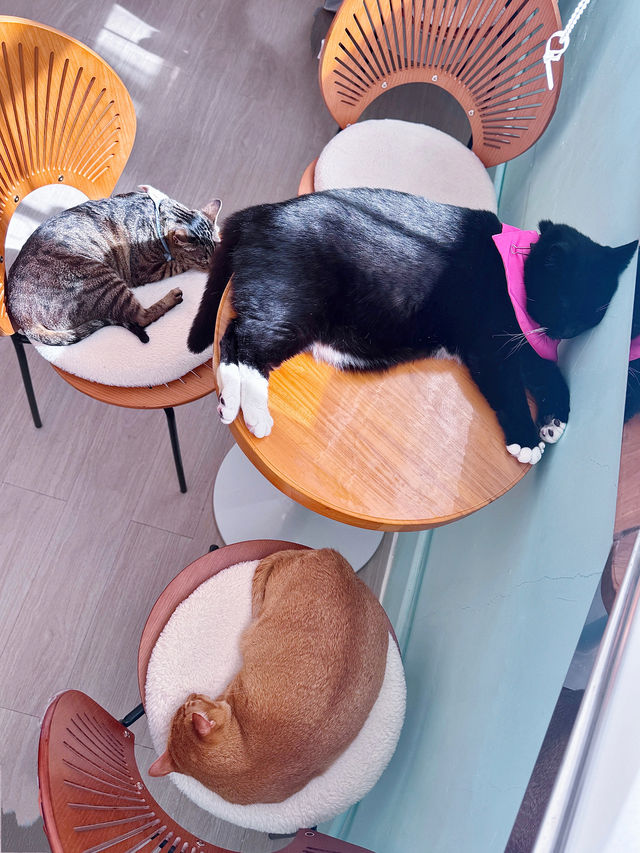 環境好好嘅貓cafe🐱