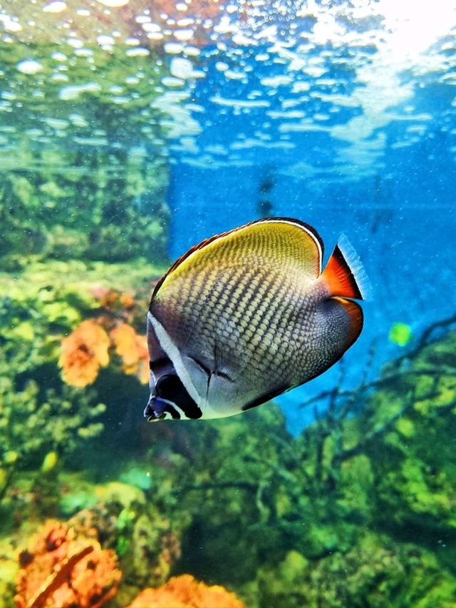 𝐁𝐚𝐧𝐠𝐬𝐚𝐞𝐧 𝐀𝐪𝐮𝐚𝐫𝐢𝐮𝐦 🐟🐠