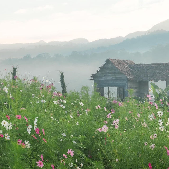 ไร่ภูผาหมวก ที่พักแสนสงบกลางทุ่งดอกไม้และสายหมอก