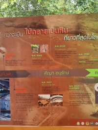 พิพิธภัณฑ์ ไม้กลายเป็นหิน