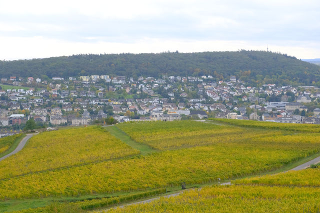 德國Rüdesheimer Berg Roseneck葡萄園給愛葡萄酒的人