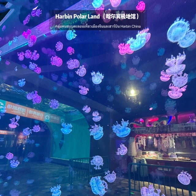 🐧Harbin Polar land 哈爾濱極地公園·極地館 