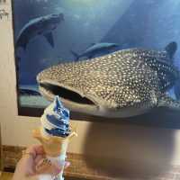 大阪自由行｜大阪水族館海遊館