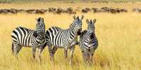 5 Day Tanzania Wildlife Safari Explore Serengeti, Ngorongoro Crater Lake Manyara and Tarangire