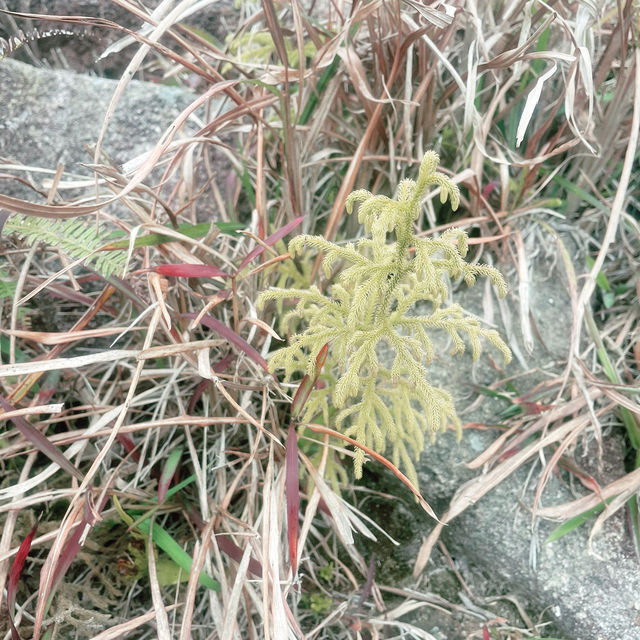 輕鬆行山～兩小時登香港最高峰大帽山