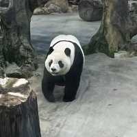 【台北動物園】 台北市立動物園😎