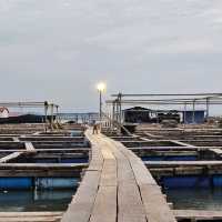 檳城漁港新體驗，乘船遊海魚養殖場。