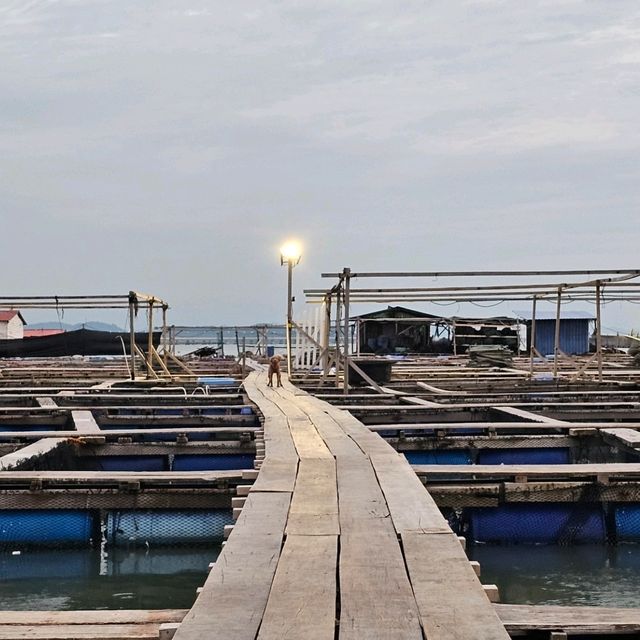 檳城漁港新體驗，乘船遊海魚養殖場。