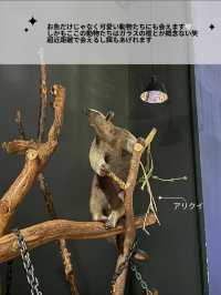 【非日常×水族館】沖縄で出会えるお魚と動物たち。DMMかりゆし水族館の魅力を伝えます🪼