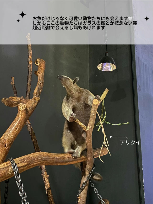 【非日常×水族館】沖縄で出会えるお魚と動物たち。DMMかりゆし水族館の魅力を伝えます🪼