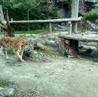 Arghhhh Autumn Tiger Valley in Everland 