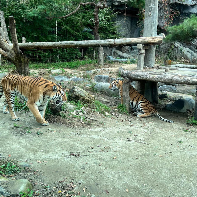 Arghhhh Autumn Tiger Valley in Everland 