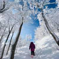 玩雪也可以選日本東北藏王