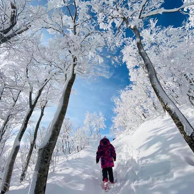 玩雪也可以選日本東北藏王