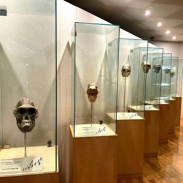 仙台景點｜全世界唯一可見冰河時期森林遺蹟博物館—地底之森博物館(仙台市富澤遺跡保存館)