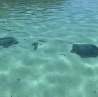【タヒチ】モーレア島 ラグーンツアー