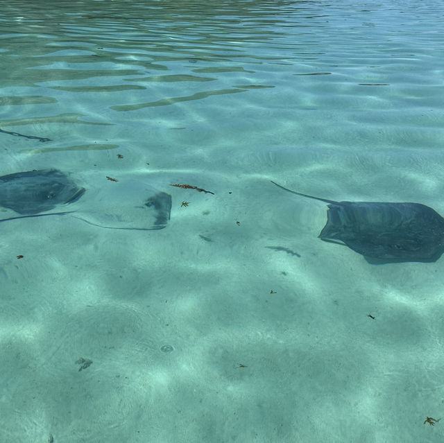 【タヒチ】モーレア島 ラグーンツアー
