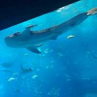 📍 沖繩美麗海水族館 - 同海洋奇觀親密接觸！🐋✨