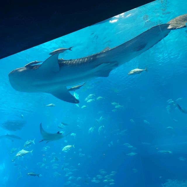 📍 沖繩美麗海水族館 - 同海洋奇觀親密接觸！🐋✨