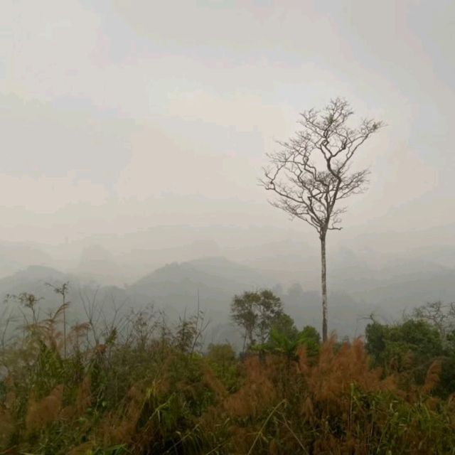 ขึ้นดอยตาปัง ชมทะเลหมอก