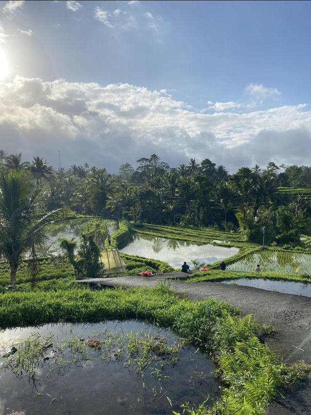 バリ島の棚田🇮🇩を目の前で見てきました！絶景の棚田景色をみなさんにおすそ分けです🎵