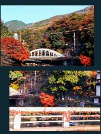 東京箱根🍁紅葉之旅🍁2天之行