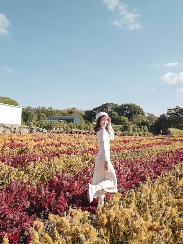 濟州島🇰🇷秋季限定雞冠花❤️