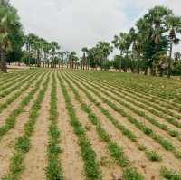 Exposure with natural ground nut farming