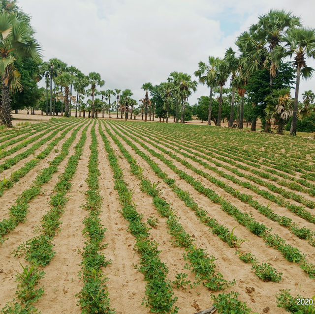 Exposure with natural ground nut farming