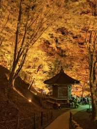 【紅葉特集】これ無料でいいの⁉️一生に一度は見たい紅葉ライトアップ🍁✨