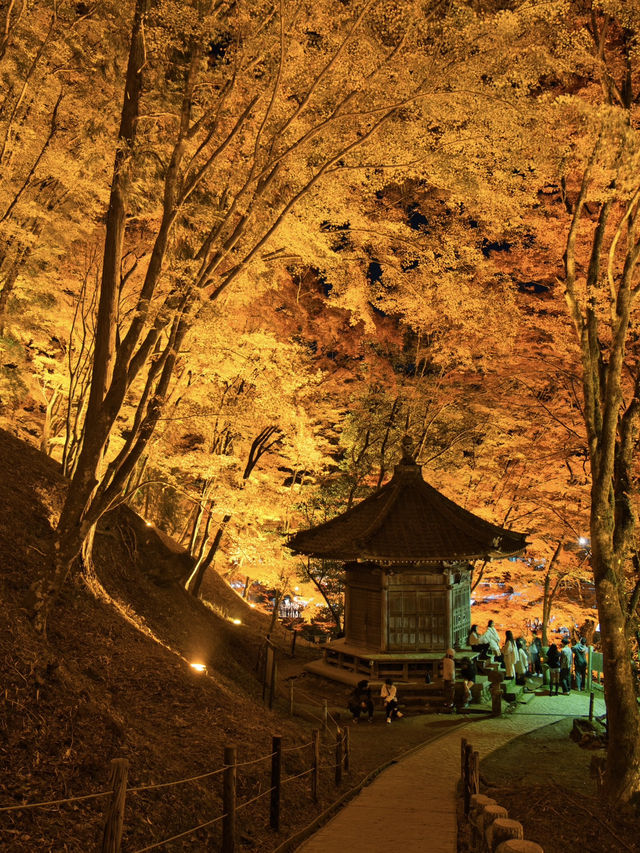 【紅葉特集】これ無料でいいの⁉️一生に一度は見たい紅葉ライトアップ🍁✨
