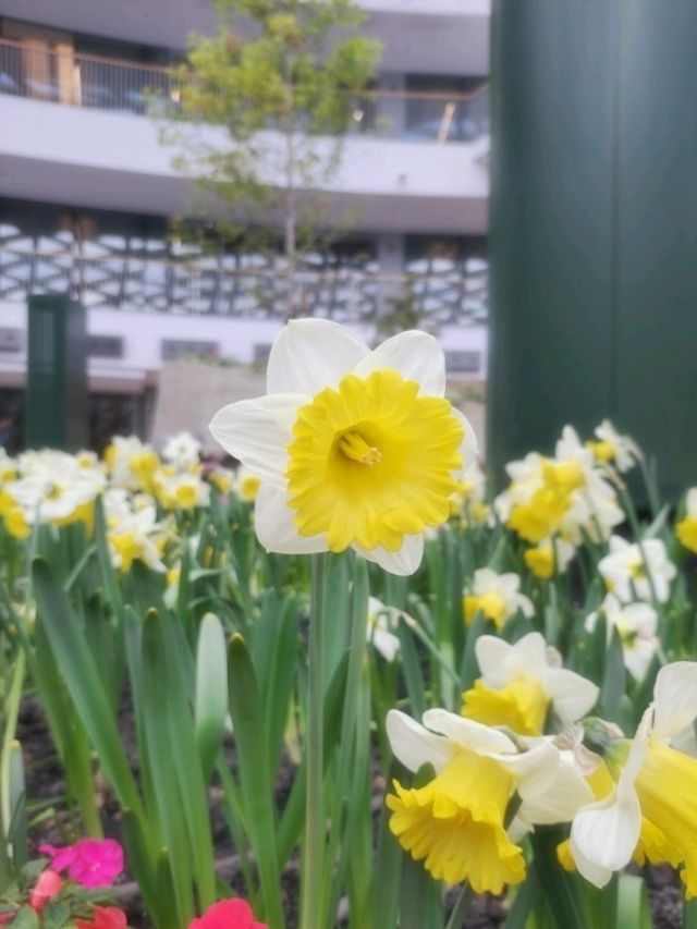 ดอกทิวลิปเมืองหนาวที่ Miracle of Natural 🩷🌷🌸💐