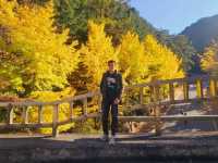 The glittering foliage at Yeonhwagyo, Guinsa at Danyang