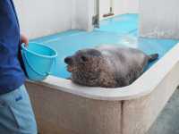 【石川/能登】癒しの幻想空間が広がる≪のとじま水族館≫ 