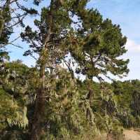 Discover the Splendid View of 17 miles drive at California