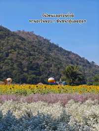 ทานตะวันบานแล้วจ้าาาา 🌻